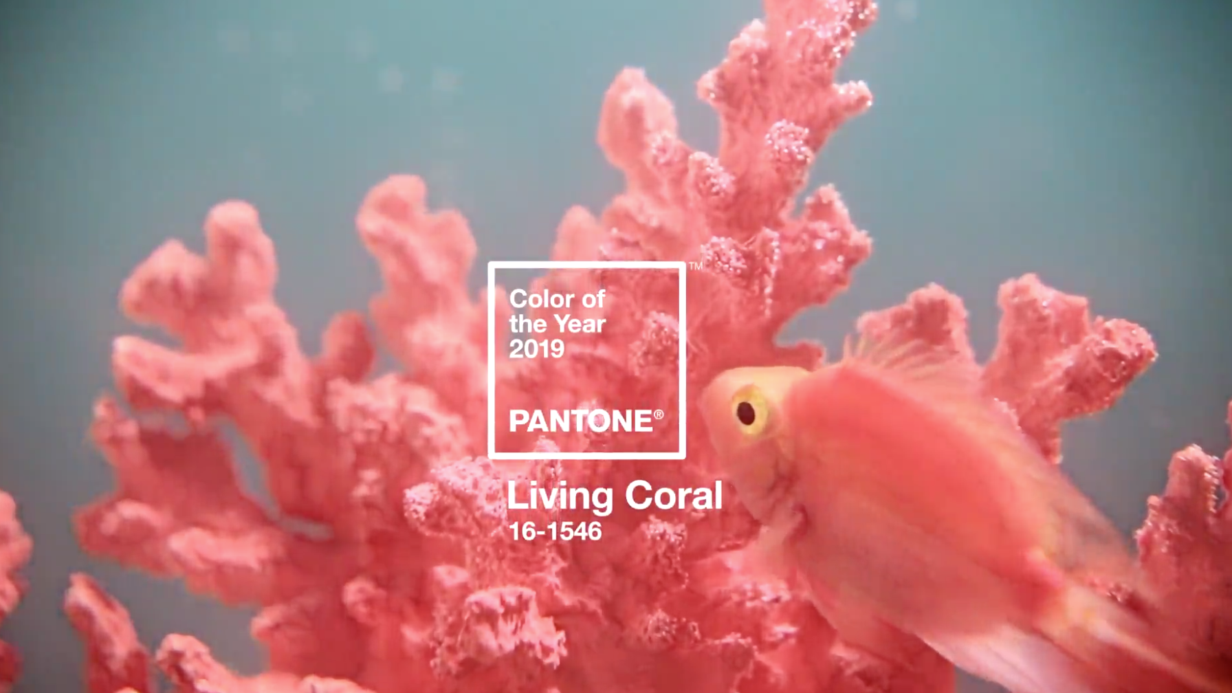 COLOR LIVING CORAL